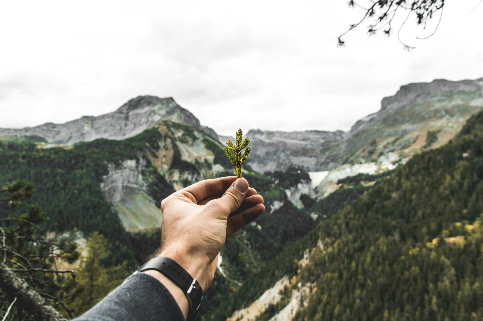 Hand in Natur mit kleiner Pflanze. Unsplash Artiom Vallat.